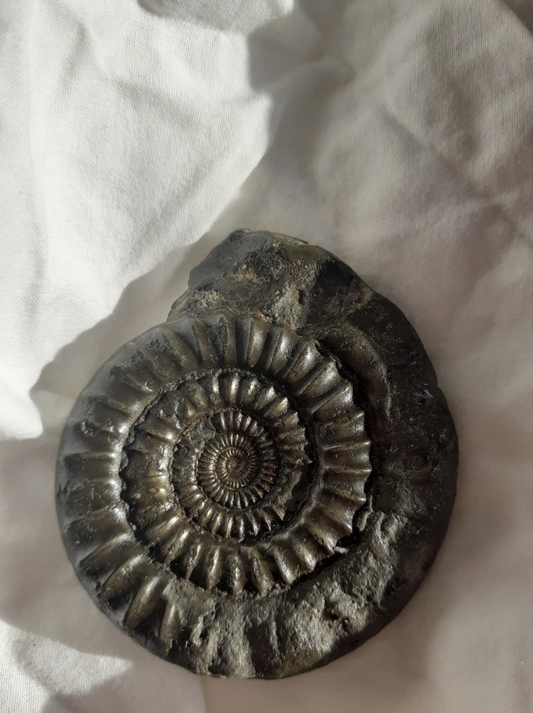Ammonite